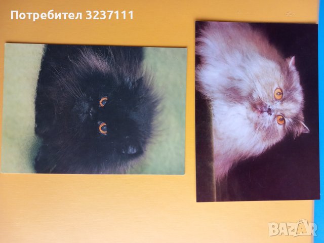 Картички Котки - лот 1, снимка 3 - Колекции - 39807449