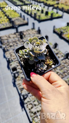 Седум Оростахис, Китайска шапка, Orostachys ‘Chinese Hat', снимка 10 - Градински цветя и растения - 51397227