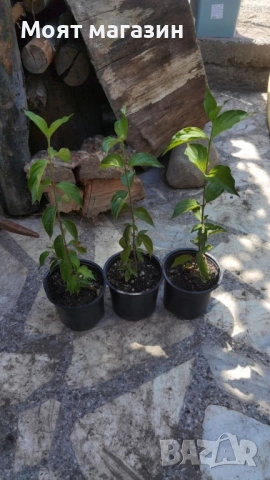 Жълт Дрян, снимка 6 - Градински цветя и растения - 53630568