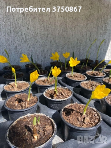 💛🧡💛 Щернбергия, Жълт есенен минзухар, снимка 5 - Градински цветя и растения - 51803182