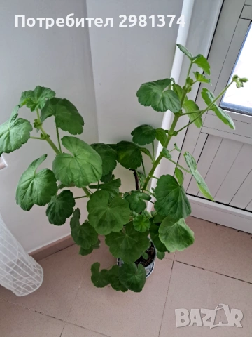 Мушкато, снимка 3 - Стайни растения - 53348225