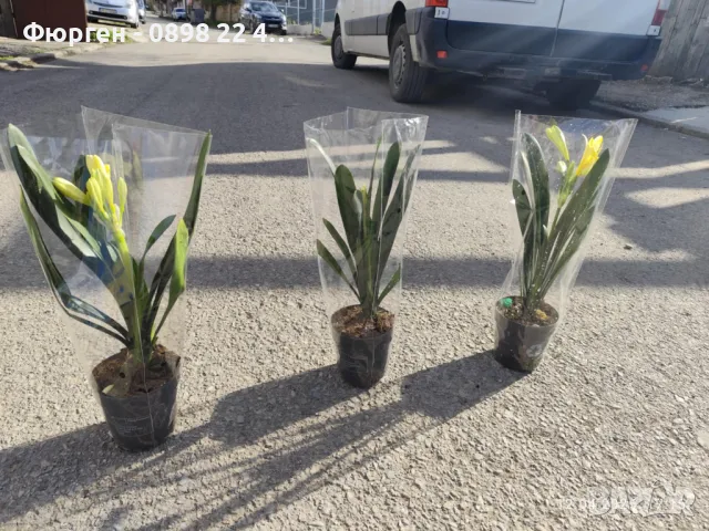 Киливия - Жълта, снимка 6 - Разсади - 49936166