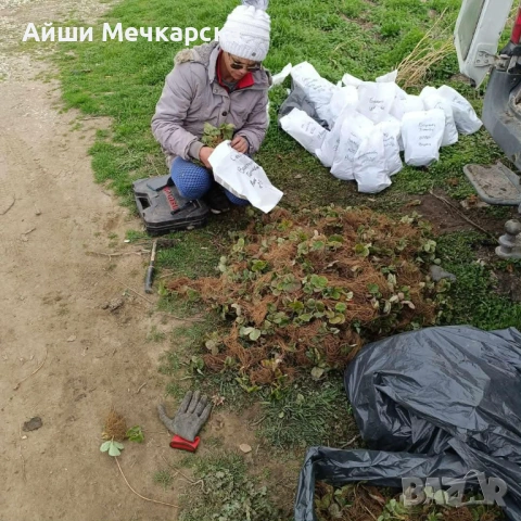 Продавам разсад ягоди сорт Алба., снимка 8 - Разсади - 51310162