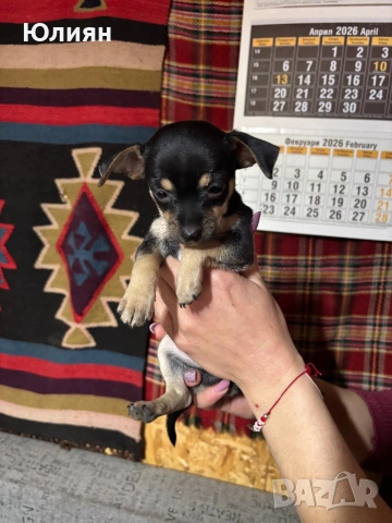 Пинчерчета , снимка 7 - Пинчер - 53748009