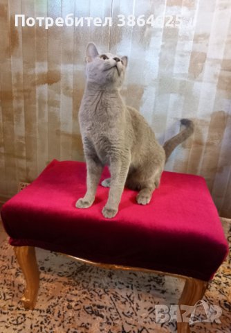 Продавам родословни котета - руска синя, снимка 2 - Руска синя котка - 42625659