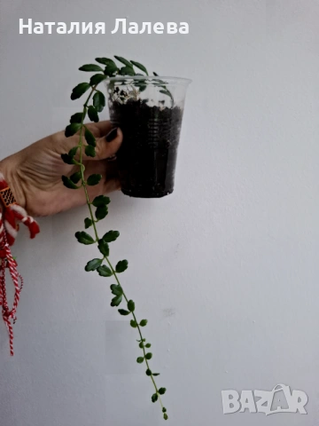 Каланхое, Kalanchoe uniflora (Montagne d'Ambre), снимка 4 - Стайни растения - 53702250