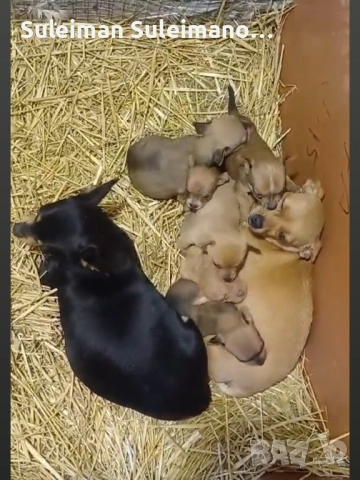 Продават се малки пинчерчета на 45 дена 