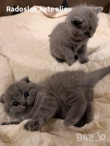 Шотландска клепоуха , снимка 5 - Британска късокосместа - 52379618