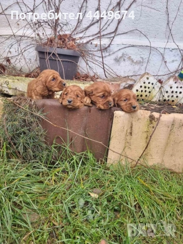 Кокер шпаньол, снимка 2 - Кокер шпаньол - 52893062