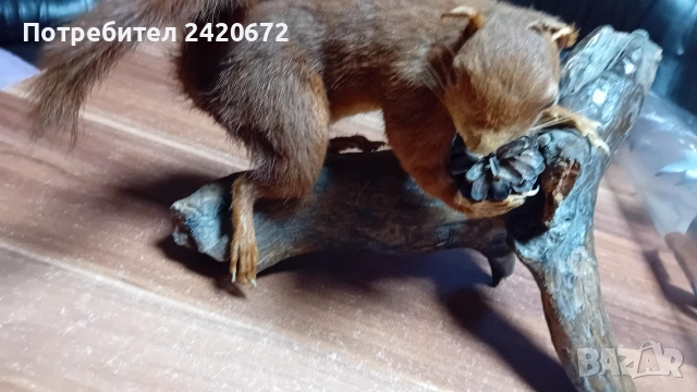 препарирана катерица, снимка 3 - Други ценни предмети - 52966252