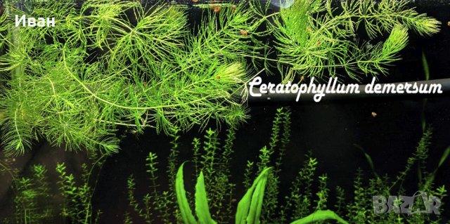 Пакети аквариумни растения, мъхове , снимка 13 - Други - 33326246