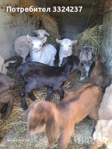 продавам ерита 