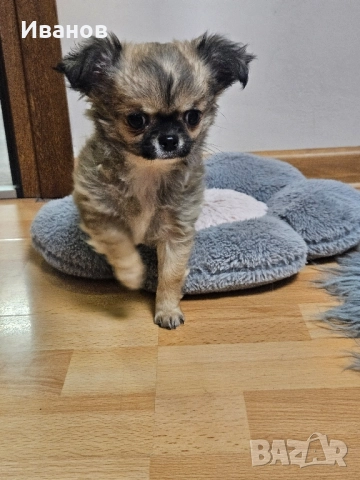 Мини чихуахуа , снимка 3 - Чихуахуа - 52394409