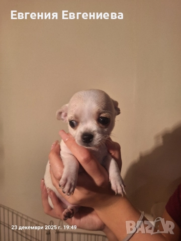 Мини чихуахуа,две момчета и две момичета., снимка 2 - Чихуахуа - 52887110