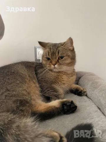 Британски късокосмести котенца, снимка 4 - Британска късокосместа - 43550866