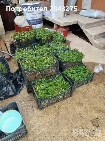 Продавам разсад ягоди , снимка 9 - Сортови семена и луковици - 49817952