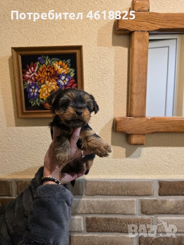 Йоркширски териери , снимка 4 - Йоркширски териер - 53137251