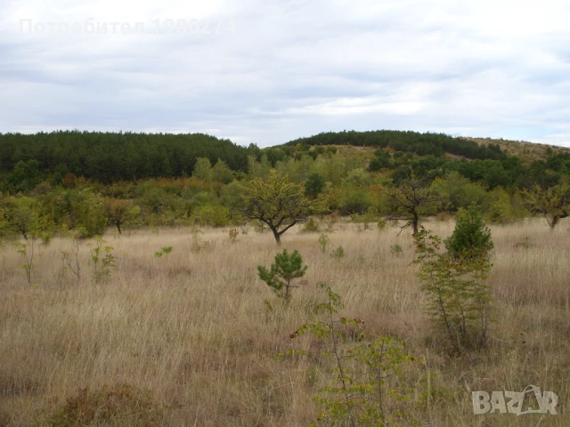 Земеделска земя 10,5 декара, 9 категория, снимка 4 - Земеделска земя - 50714759
