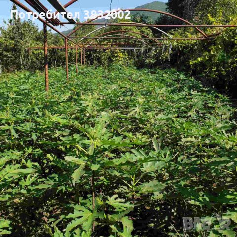 Далматинска смокиня, снимка 2 - Градински цветя и растения - 42294685