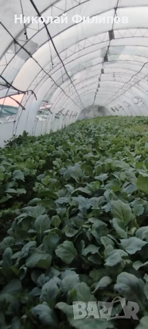Продавам разсад Зеле! , снимка 1