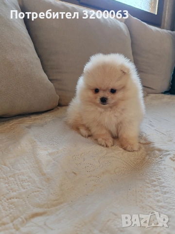 Померан мини померанчета , снимка 12 - Померан - 53726000