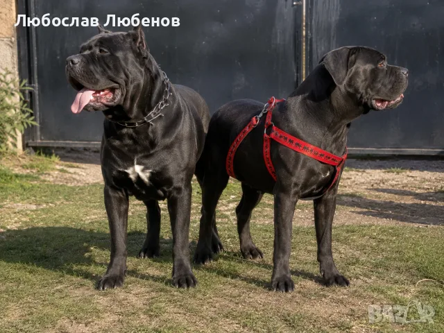 Кане корсо чистокръвни , снимка 7 - Кане корсо - 55874824