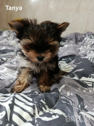 Йоркширски териер