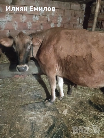 Крава, снимка 3 - Крави - 53403297