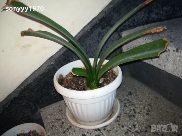 ЦВЕТЕ В САКСИЯ-ПАЛМА 1802240827