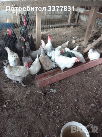 Кокошки 12+1, снимка 2 - Кокошки и пуйки - 52971306