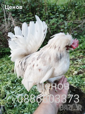 Чифтове струмски бантам, снимка 2 - други­ - 49315454