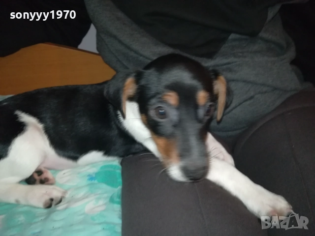 КУТРЕ//ПАЛЕ ДЖАК РЪСЕЛ НА 3 МЕСЕЦА-МОМИЧЕ 2411251124, снимка 4 - Джак ръсел териер - 52521058