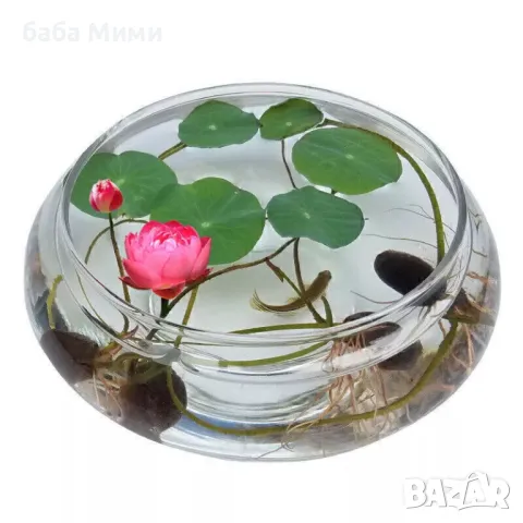 Nelumbo nucifera - семена Лотос, снимка 4 - Стайни растения - 49436756