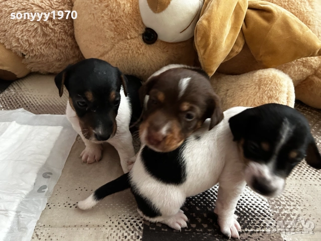 ДЖАК РЪСЕЛ 250ЛВ ЗА БРОЙ 1109251832, снимка 7 - Джак ръсел териер - 51682392