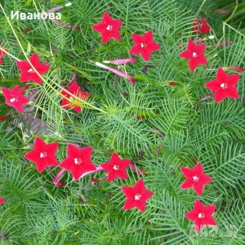 Квамоклит, снимка 4 - Градински цветя и растения - 41365316