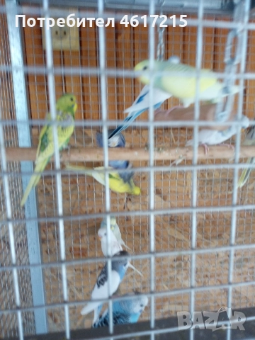 Вълнисти папагали . 20 лв. за брой, снимка 5 - Папагали - 51985070