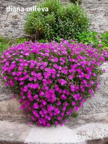 Делосперма (Delosperma cooperii), вечнозелено многогодишно сукулентно растение, снимка 2 - Градински цветя и растения - 53567133