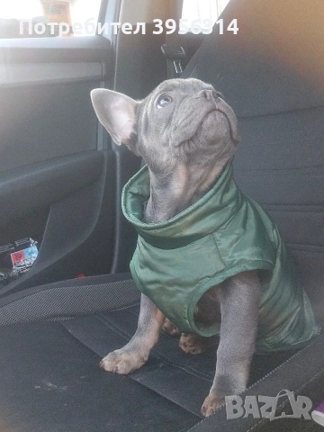 Мъжко Френско булдоче, снимка 2 - Френски булдог - 53283481