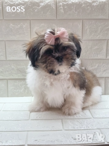 Ши Тцу Shih Tzu