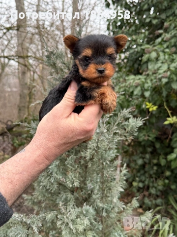 СУПЕР МИНИ ЙОРКИ Доставка , снимка 5 - Йоркширски териер - 53489316