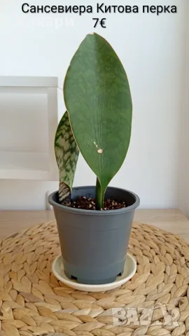 Сансевиера - Sansevieria Whale Fin