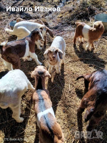 Продавам кози с ярета