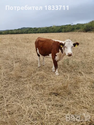 Хелефорд се продава , снимка 4 - Крави - 56235384