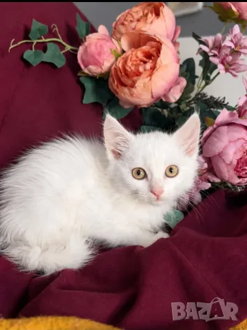 Ангорско коте, 3 месеца, момиче