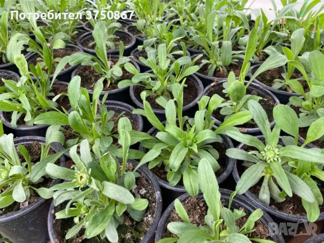 💜🩷💜 МНОГОГОДИШНА АЛПИЙСКА АСТРА
 /Aster alpinus/ 💜🩷💜, снимка 7 - Градински цветя и растения - 49778130