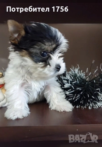 Biewer york, little boy., снимка 2 - Йоркширски териер - 52972421