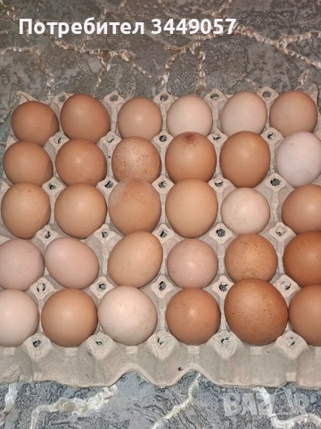 Предлагам яйца от свободни кокошки