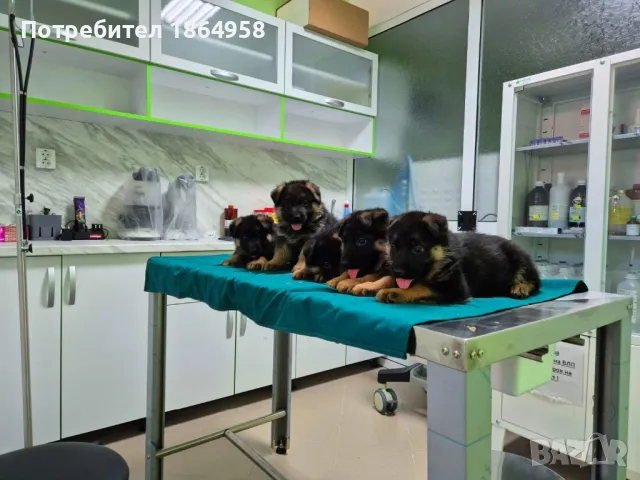 Бебета Немска Овчарка Доставка, снимка 2 - Немска овчарка - 50038663