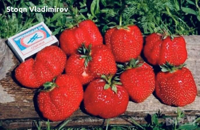 Предлагам Качствен Расад Ягоди и Малини., снимка 8 - Разсади - 53784425