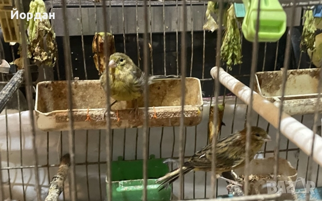 Женски зелени канари, снимка 3 - Канари - 51695062